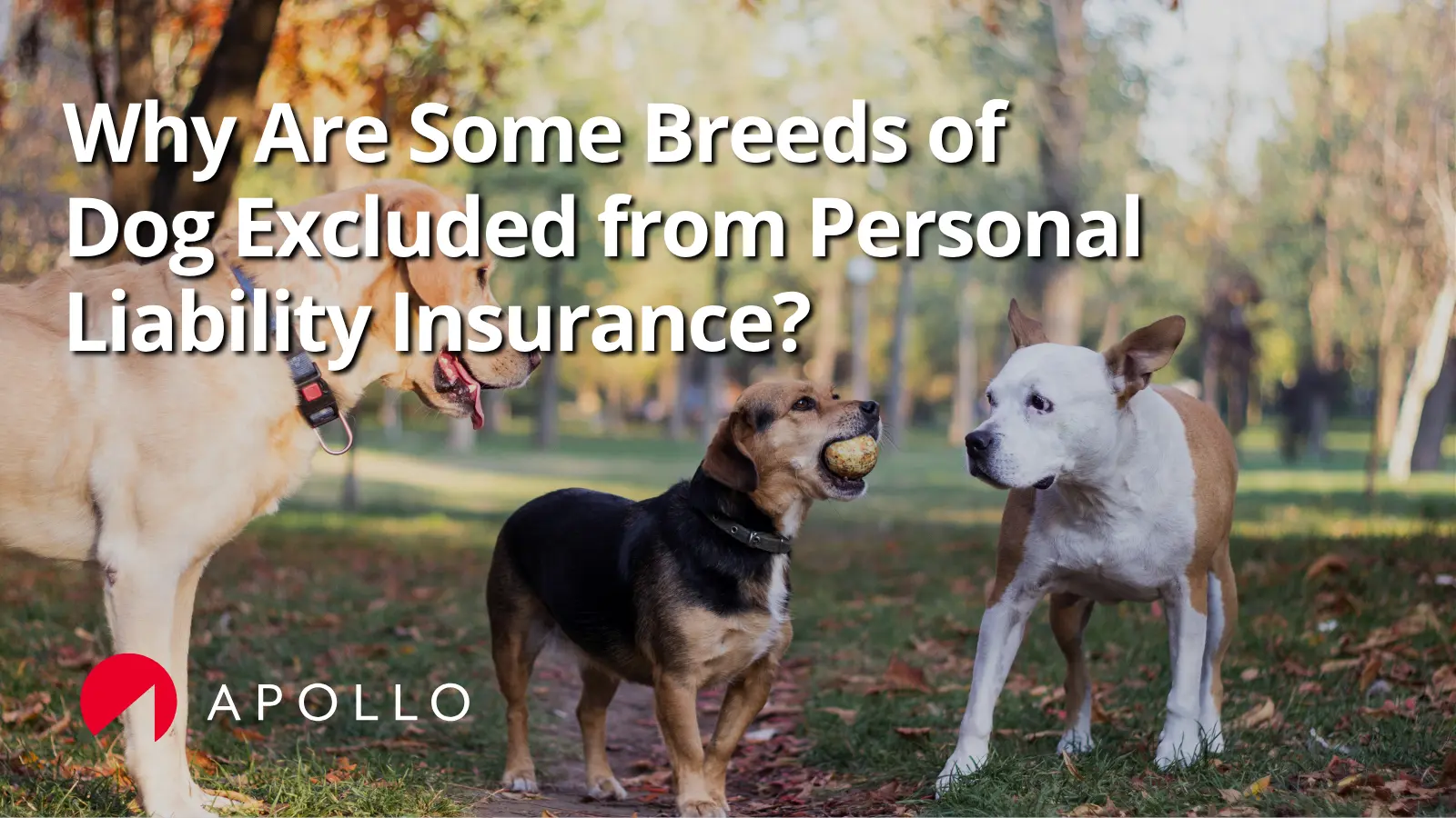 Different dog breeds
