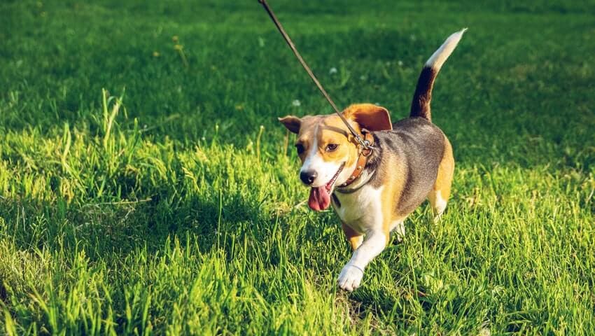 how to start a dog walking business in Canada