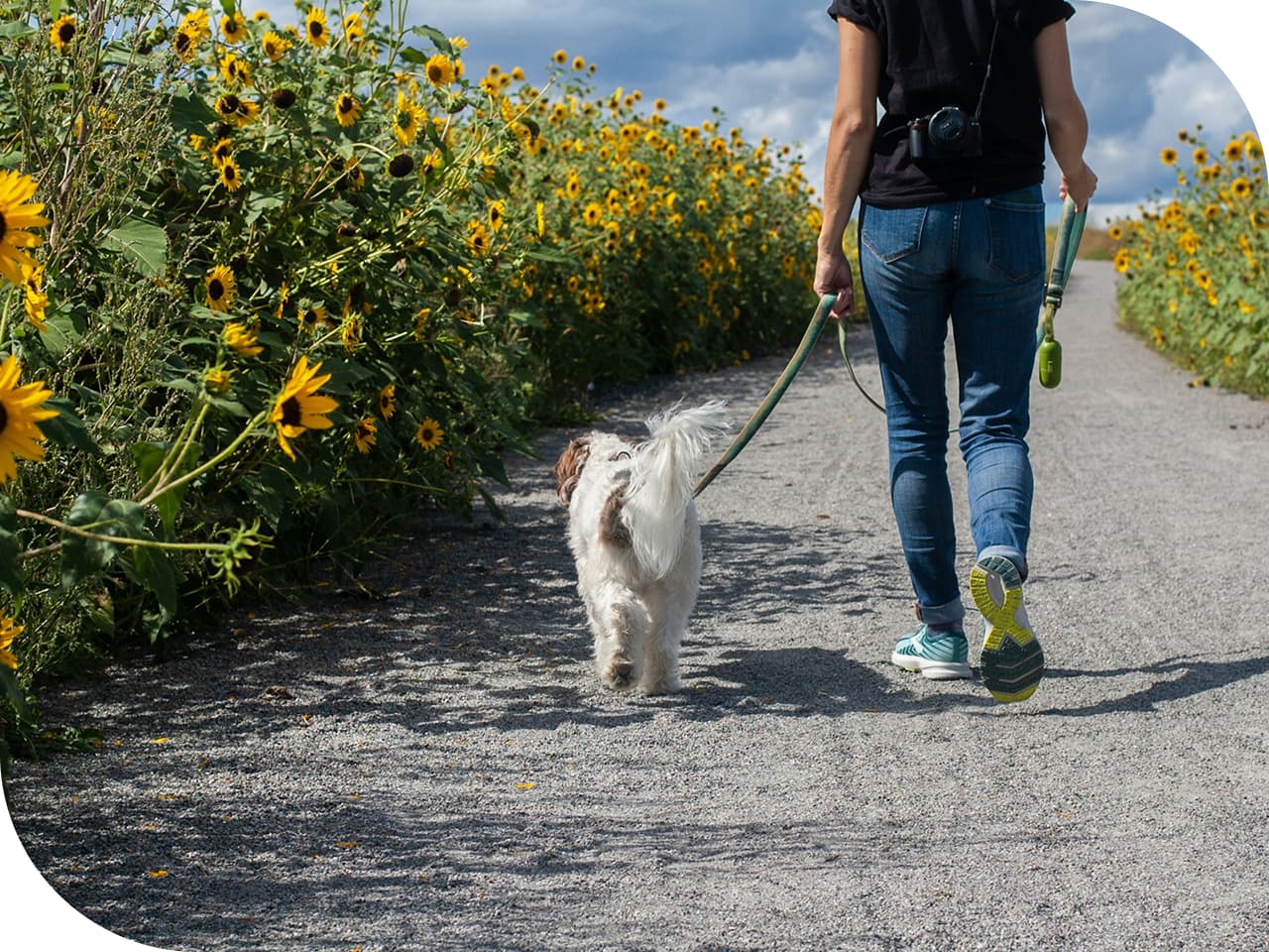 dog-bite-pet-insurance