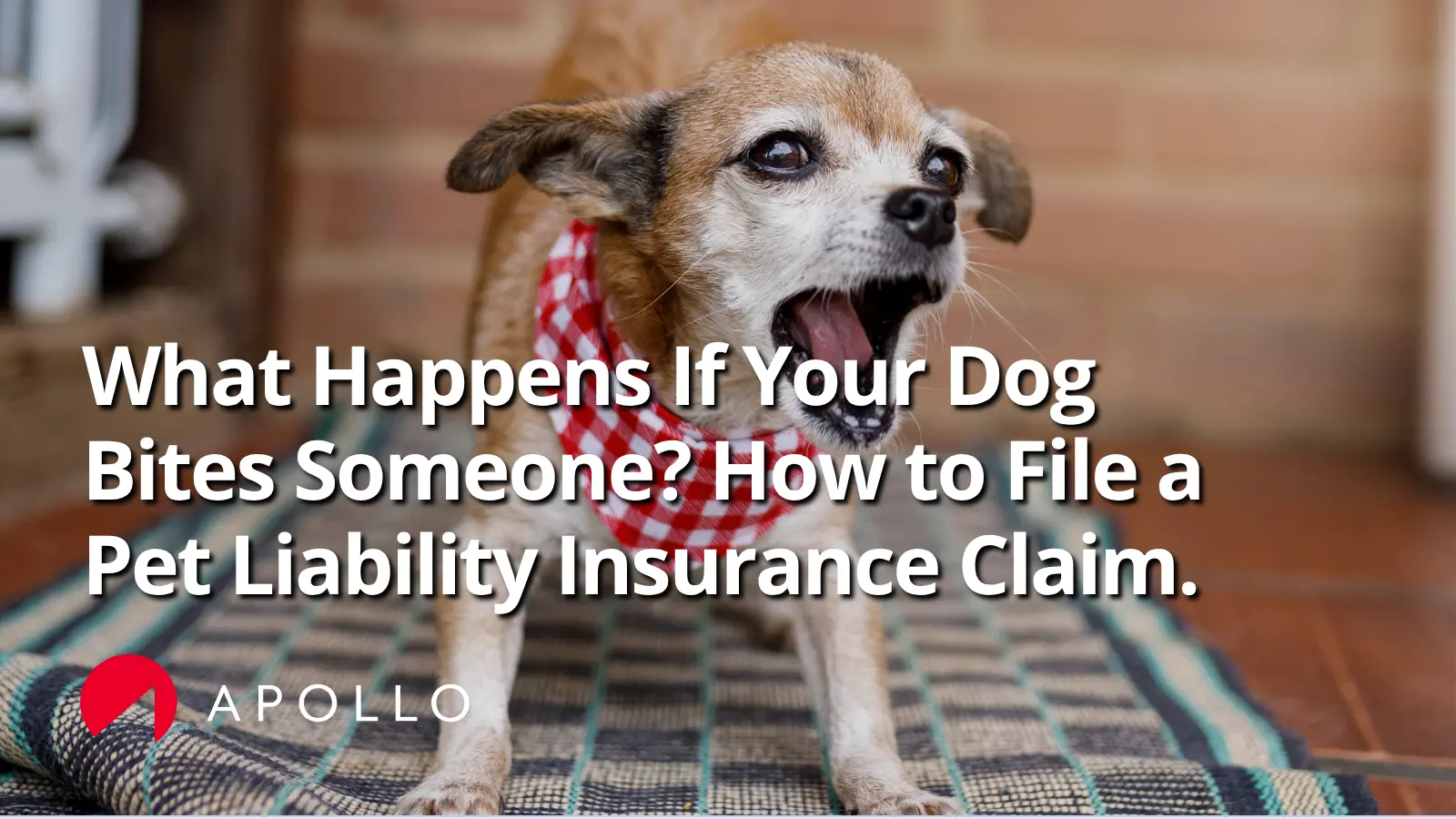 Dog bite liability claim