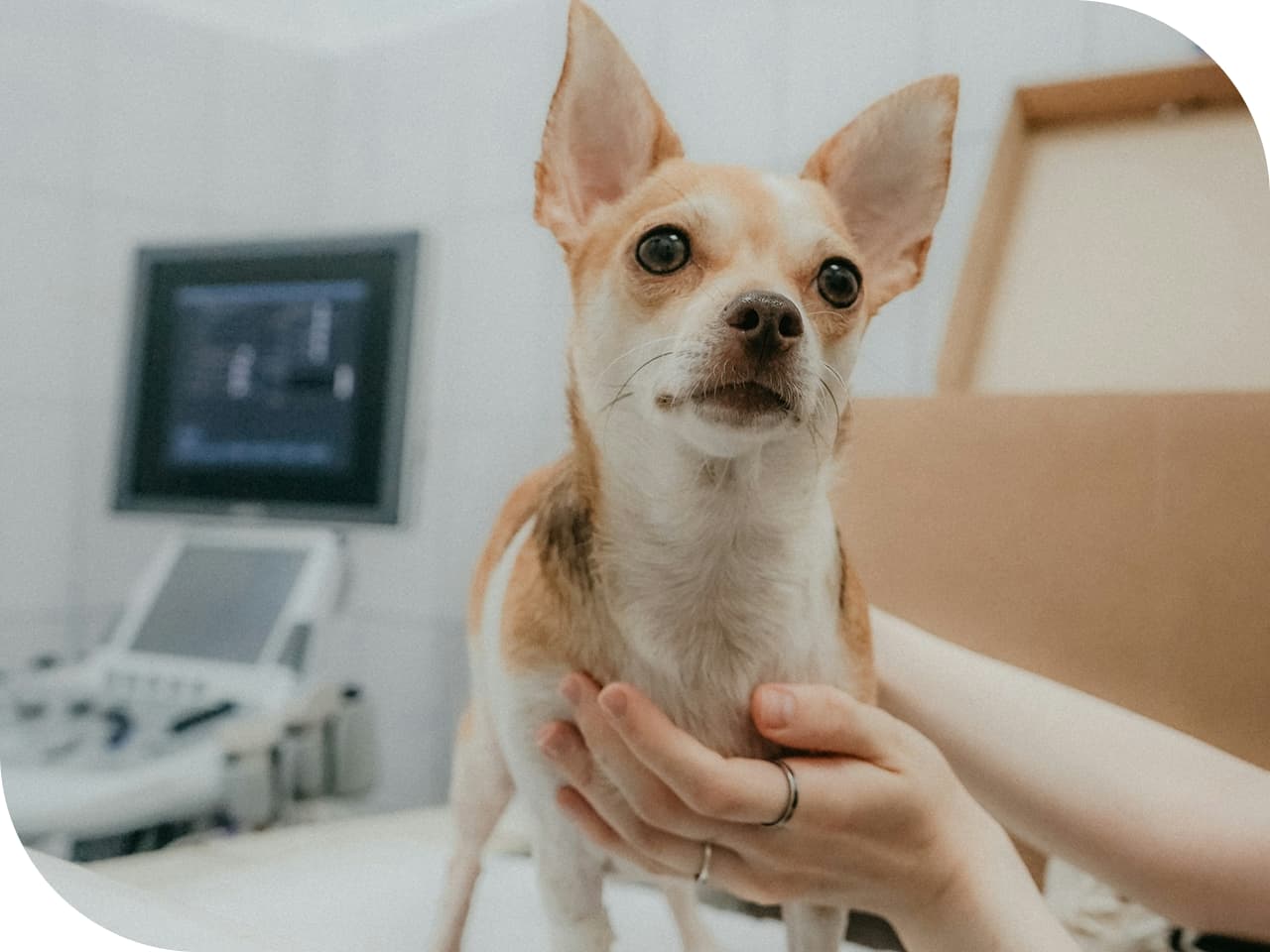 pet-business-requires-2