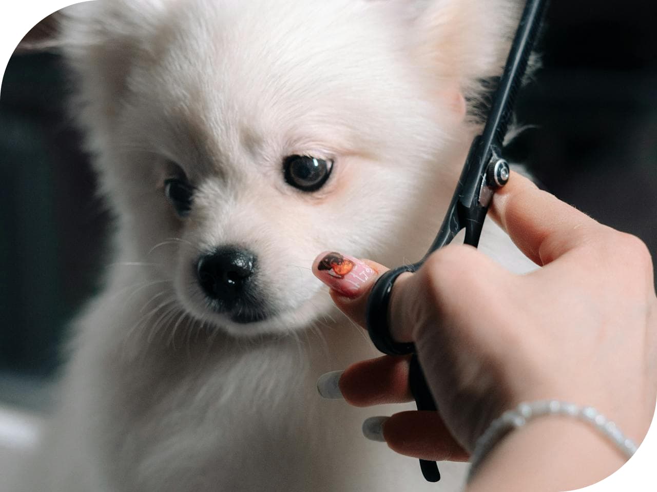 fire-groomers-pet-insurance