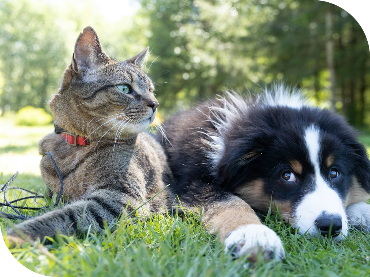 pet-business-requires-insurance-1